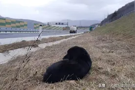 路边守着流浪狗，凝望公路不肯走，忽来一阵雷，它却要跟着大叔走图片