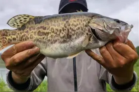 广西野生鳜鱼泛滥？有钓友两小时钓了一桶，有人羡慕也有人恼怒图片