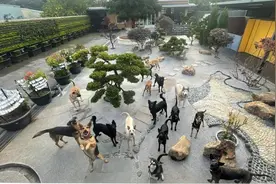 14岁女孩为鼓励患病流浪黑狗，约定6年后再来领养，终于等到了图片