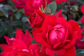 天狼说月季丨有小孩有宠物，家庭种月季不打药可以吗？图片