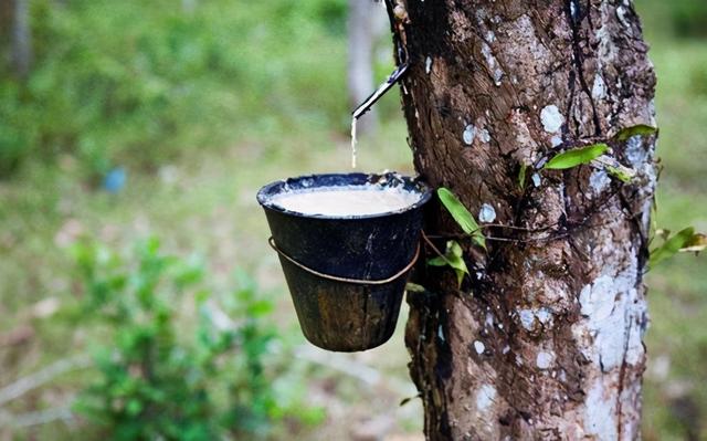 橡胶是什么时候发现的 2026年橡胶是什么时候发明的