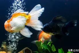 看看你养的鱼儿多有名？盘点：观赏鱼知名度排行(第二期)图片