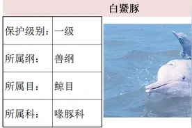 国家最新水生野生保护动物名录（共计三百余种），第1期图片