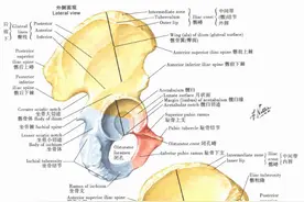 「解剖课程」奈特人体解剖彩色图谱之下肢（髋和大腿、膝）图片