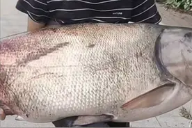 鱼王？四川一水库巨型“胖头鱼”被人钓起，却因放生问题惹争议图片