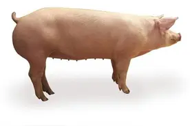 养猪人要懂，二元母猪和三元母猪，二者区别在哪里，怎么辨别？图片