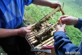 春暖花开育王时！蜂王成功率不高？那是不懂蜂性，没注意天时图片