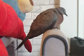 进门后就当是自己家，胖斑鸠自来熟地找位置睡觉，其实没人认识它图片