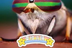 条纹马蝇，一种你看不懂的“眼神”图片