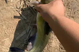 江西钓鱼人钓到“大黄辣丁”，粗略估计有一斤半，网友：不算啥图片