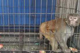 杏花岭区一村民家中饲养国家二级保护动物——猕猴！处理结果来了图片