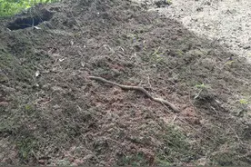 单位大院（6）有关蛇的往事图片