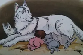 为什么狼有时遇到人类婴儿不直接吃掉？还可能养大他？图片