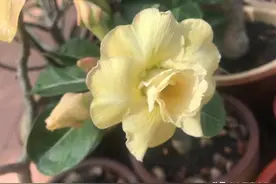 广府人是不想食的几道菜你知道是哪几味菜吗？图片