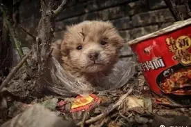 大爷收养了只流浪狗，结果一年后，村民：你确定这真的是狗吗？图片