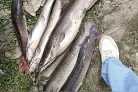 鲶鱼真的很脏吗？到底能不能吃？图片