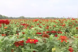免费！绝美花海，就在无锡这儿图片