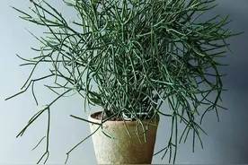 盘点38种有毒的常见花卉，很多还是家里常养的绿植，想养要小心了图片