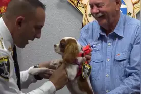 狠人！74岁老人为救爱犬徒手撕鳄鱼！结局令人震惊……图片