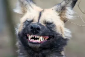 非洲野狗和狒狒的对决：3年之内，野狗杀死了50多头狒狒图片