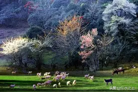 云南5人通过专项计划被清北录取，曲靖2人，大理昭通临沧各1人图片