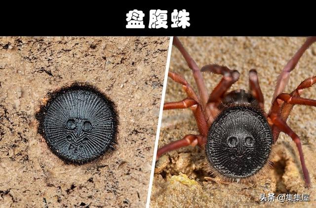 细数世界各地存在的10大奇怪的毒蜘蛛