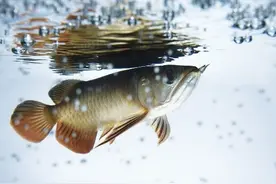 鱼缸过滤分这两类，弄清楚后鱼缸水质养好了，再养好观赏鱼就不难图片