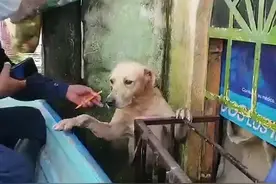 灾难面前，人和狗狗之间的温暖守护，敬畏生命图片