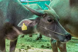 疫情下竹鼠养殖被叫停，或许野猪肉大家也要吃不到了图片