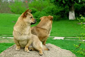 城市养狗的越来越多，农村养狗的却越来越少，这是为什么呢？图片