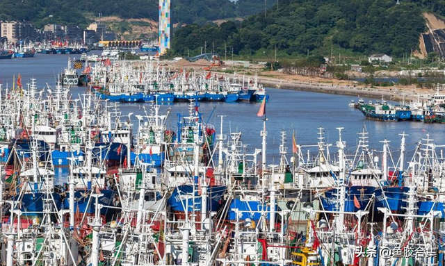 花胶产地是哪里 2026年花胶产地哪里最出名