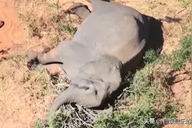 死后的大象很悲惨，没有墓地，尸体还会爆炸图片