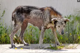 狗狗被主人抛弃，在街头流浪一年，好心人的救助改变了狗的一生图片
