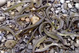 《沙鳅》湘西洞河特有的鱼类图片