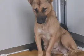 大雨天，流浪狗带着小狗躲进别人家，狗狗：外面冷，别赶我们图片