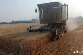 机械“麦客”助麦收，田野卖货郎抓商机图片