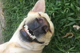 通过牙齿就能判断狗狗年龄？学会这招，教你如何在朋友面前装酷图片