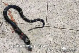南宁一小区惊现毒蛇，物业说小蛇抓不完......还有贺州小伙子洗澡被毒蛇咬了一口图片