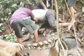 8米长巨蟒缠绕渔民脚踝，最终被6人制服视频封面