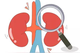 不可轻视的“沉默”器官——肾脏图片