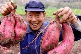 不寻常的地瓜 之 三叔公图片