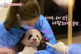 韩国知名女团带妆抱大熊猫幼崽，网友怒了图片