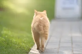 猫抓破了怎样处理伤口图片