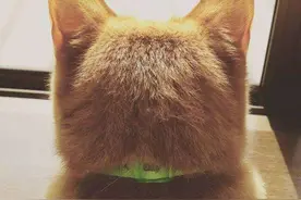 推荐新晋铲屎官饲养的11种猫咪综合排名图片