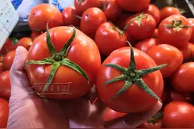 挑西红柿时，是挑5片叶还是6片叶？菜贩子：挑错了又硬又柴难吃图片