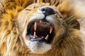 把狮子当宠物，罗马尼亚富商差点饿死宠物狮，补5颗牙保命图片