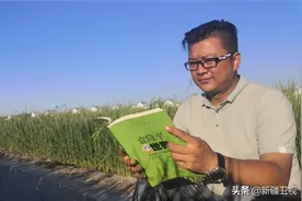 新疆也能种出“海水稻”？图片