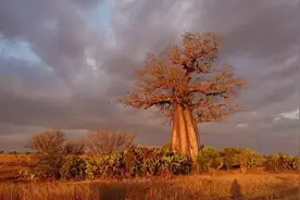 活了5500年的非洲古树，能供人吃喝还能做成药，为何今天数量缩减图片