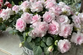 6种“仙气花”，美丽又动人，家里养一盆，就像捡到“大宝贝”图片