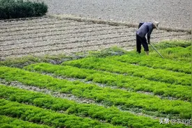 农村耕地将全部收回，集中治理？农民可享受分红图片